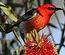 scarlet honeyeater_small